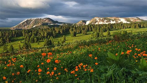 Spring Warm Up Field Snow Meadow Forests Flowers Spring