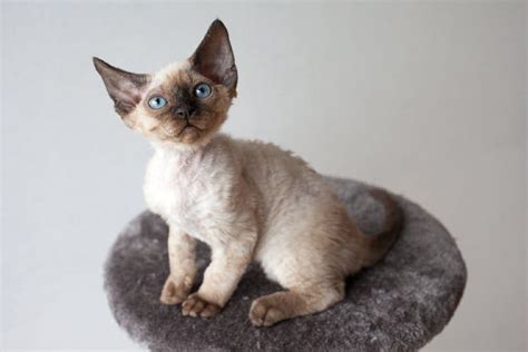 Devon Rex Cat Breed Info Pictures Care Traits And Facts Hepper