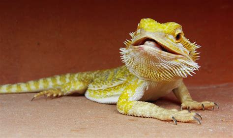 100 Ideas For Badass Dragon Names For Your Beardie Males