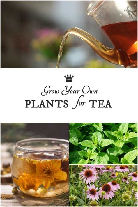 Grow Your Own Plants For Tea 60 Delicious Choices Herbal Tea Garden
