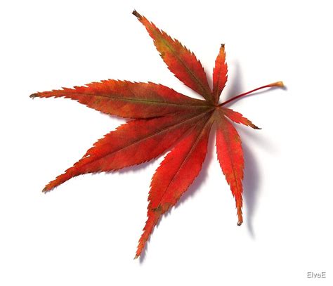 My fig tree is dying: "Red leaf from Japanese Acer Maple Tree" by ElvaE | Redbubble