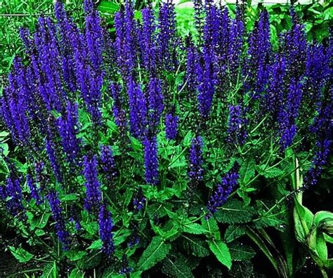 Stunning and sturdy, 'may night' is popular across europe and the united states. Salvia x sylvestris 'May Night' ('Mainacht') (Hybrid Wood ...