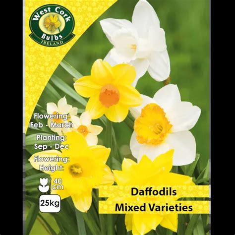 Mixed Daffodil Bulbs Bulk 25kg Tullyvin Garden Centre