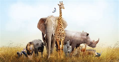The Big Five African Safaris Most Iconic Animals Travel Times