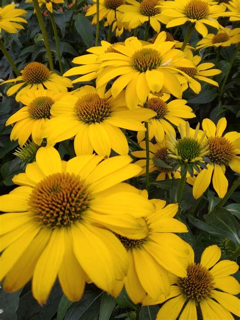 Echinacea Sombrero Lemon Yellow Zonnehoed Alles Over De Verzorging