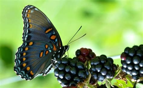 How To Bring Back Butterflies Make Vineyards Sustainable Modern Farmer