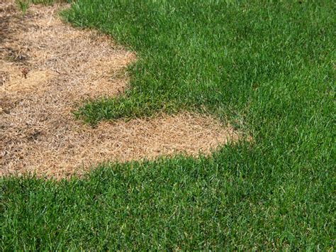 The Complete Guide To Turfgrass Diseases