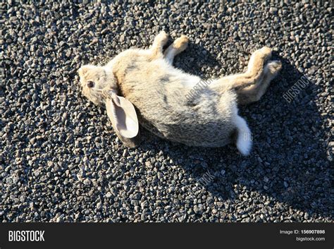 Dead Rabbit Road Image And Photo Free Trial Bigstock