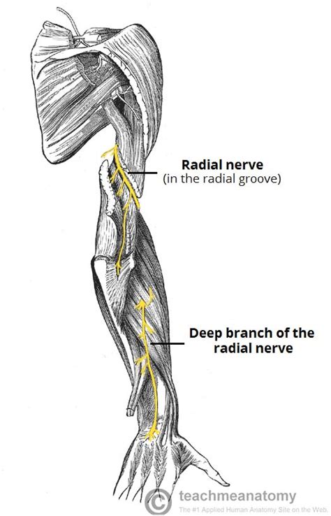 Arm Anatomy Nerves