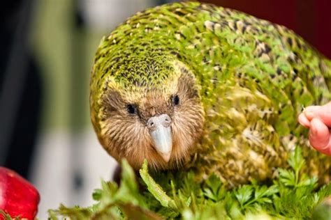 Kakapo — Flightless Parrot