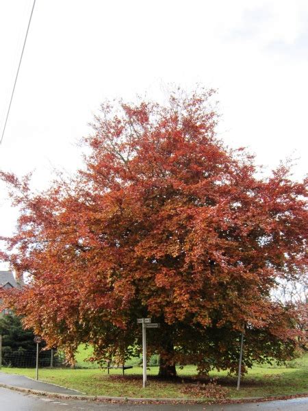 Copper Beech Trees For Sale Choose Your Copper Beech
