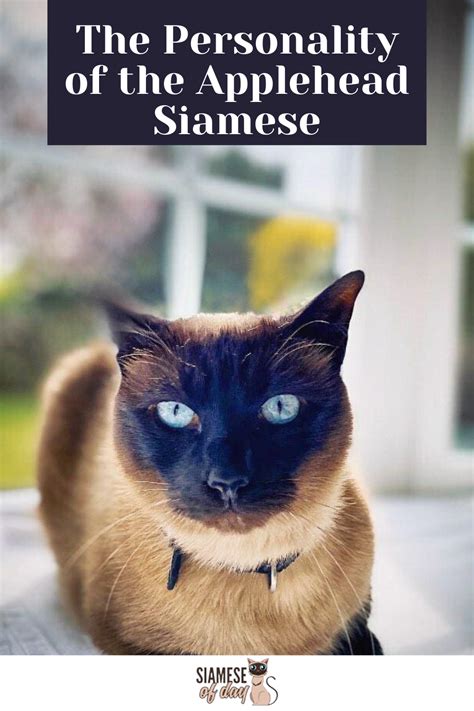 Check spelling or type a new query. Applehead Siamese Cats - What Are They? | Siameseofday in ...