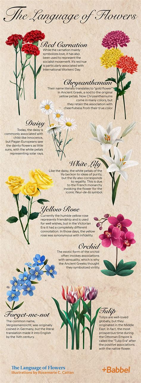 Types Of Flowers Beautiful Flowers Ink Tatoo Flower Guide Flower