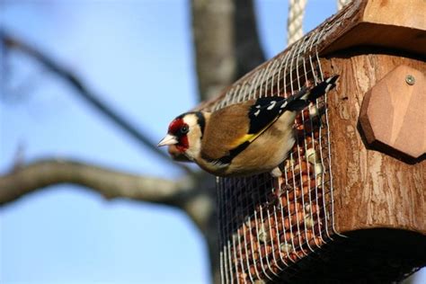 Irish Garden Birds Get A Spring In Their Step In February Birdwatch