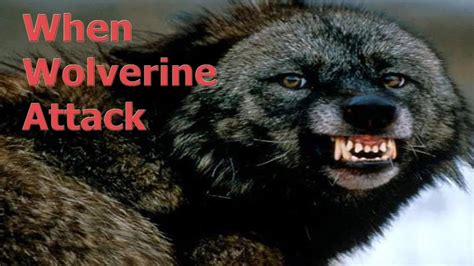 When Wolverine Attack Wolverine Vs Wolf Puma Bear 当金刚狼攻击。 金刚狼vs狼美洲豹熊