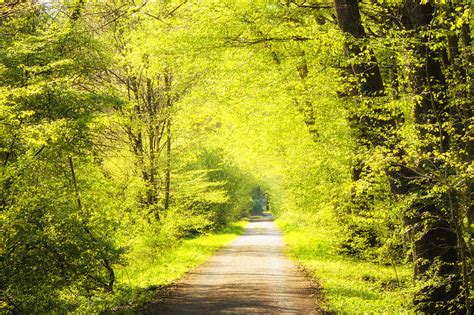 Forest Path In Spring With Bright Green Trees Photograph