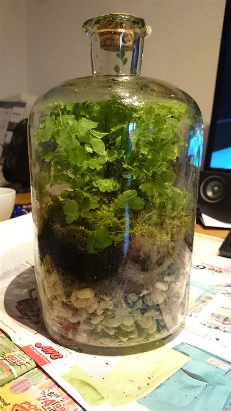 Mini Ecosystem In A Jar Depp My Fav