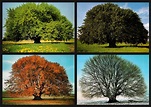 Uralte Buche im Frühling, Sommer, Herbst und Winter Foto & Bild | bäume ...