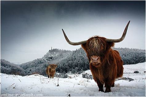 Highland Cows In Snow Buy Prints Of Scotland Highland Cow Painting
