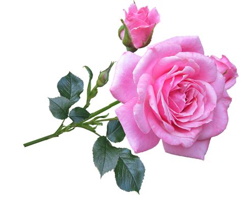 Pink Rose Png Flower Clipart Rose Flower Png Stunning