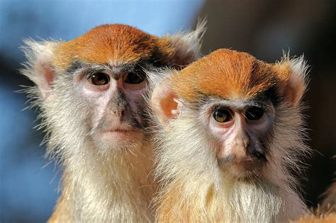 The Patas Monkey Is Waiting For You At Zoo Leipzig