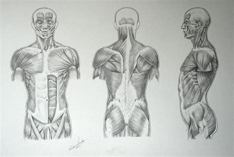 Muscles In Human Body Video Lesson By Drawing Academy Drawings