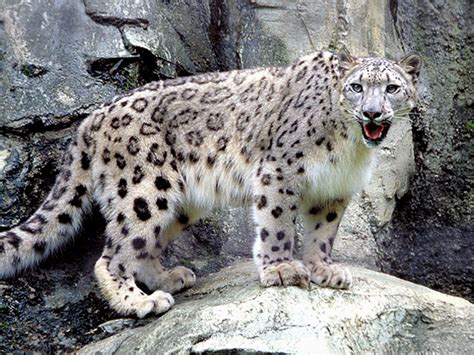 Snow Leopard Informative Facts And New Pictures The Wildlife