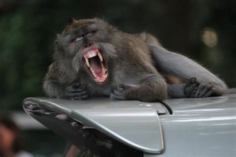 Yawning Animals 19 Pics