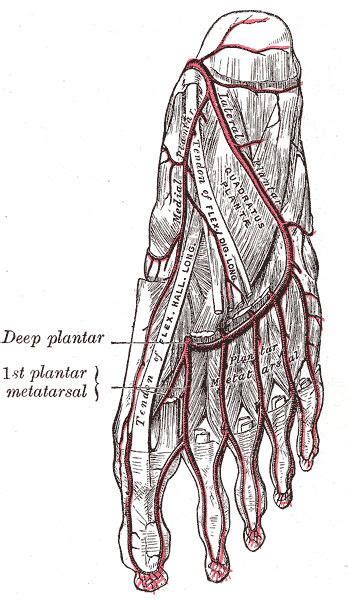 Deep Plantar Artery Alchetron The Free Social Encyclopedia