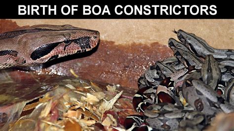 Birth Of Boa Constrictors Youtube