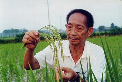 Fra wikipedia, den frie encyklopedi. Yuan Longping: Le riz hybride peut « nourrir le monde