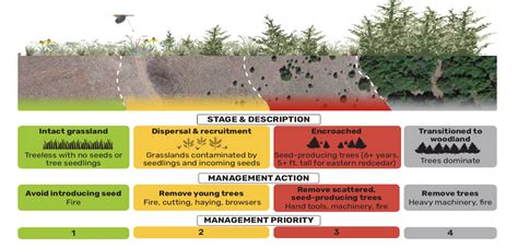 224 Million Tons Of Rangeland Production Lost To Woody Encroachment In