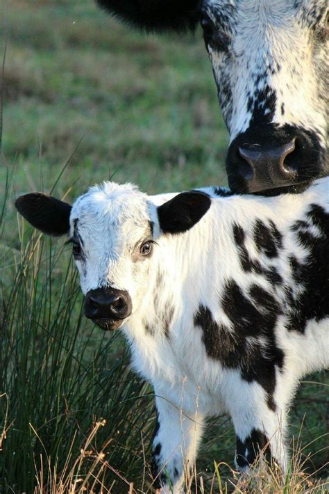 Pin By Jeanette Van Aarde On Animal Farm Baby Animals Cute Baby Cow