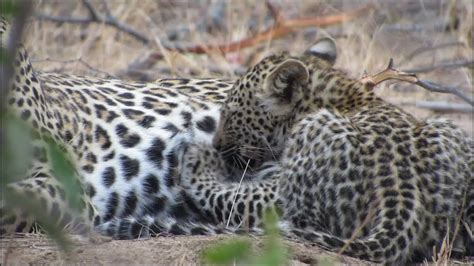 Leopard Cub Nursing On Mother Youtube