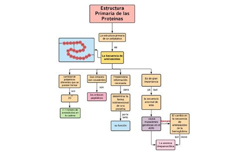 Estructura Primaria De Las Proteínas Mapas Conceptuales Aminoácidos