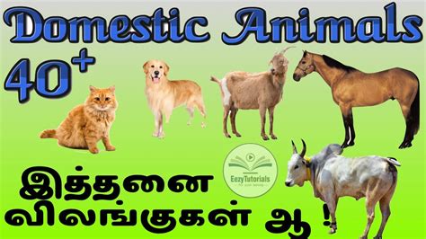 Domestic Animals Names In Telugu