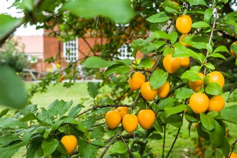 The Easiest Fruit Trees To Grow In The Uk A Gardeners Guide
