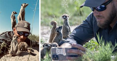 Wildlife Photographer Has An Cute Interaction With A Mob Of Meerkats