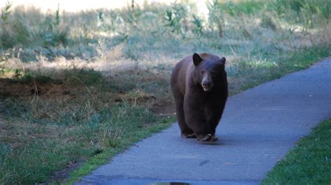 Wild Bears Having A Party In Coronavirus Closed Yosemite National