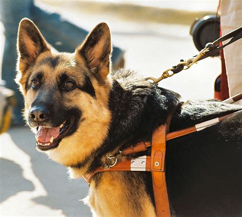 In the early stages, these tumors are not generally painful. Mushroom Compound Improves Survival in Canine Hemangiosarcoma