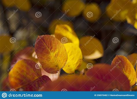 Backdrop With Yellow Leaves In The Park Stock Photo Image Of Colorful