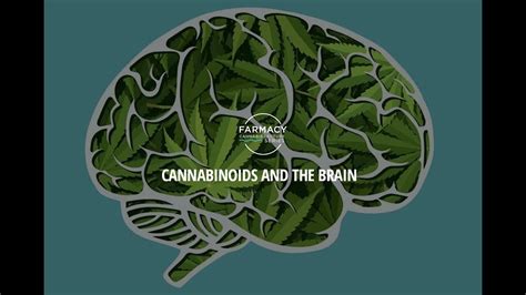 Cannabinoids And The Brain Youtube