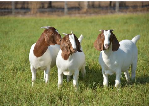 10 Exotic Goat Breeds You Should Know About