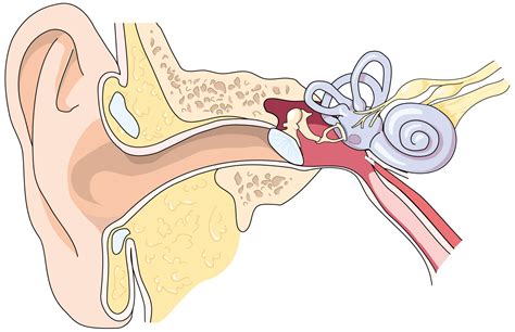 The inner ear is the innermost part of the ear, and houses the vestibulocochlear organs. Öra - Amellnova