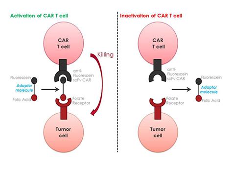 Aacr Annual Meeting 2016 Can A Universal Adaptor Overcome Car T Cell