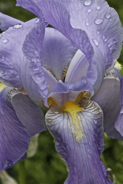 Is just flowers a legit website. Erotic Flowers | you can buy all my photos for your ...