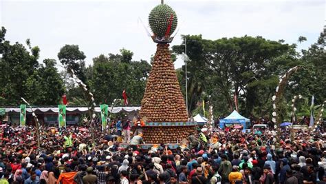 Wow Ada Tradisi Berebut Durian Di Jombang