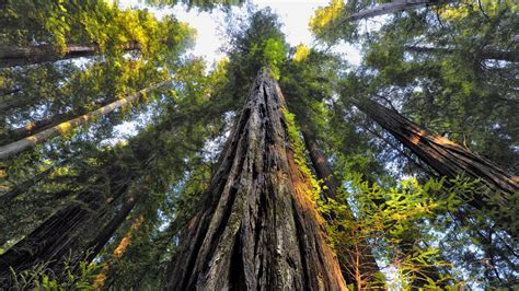 Redwood Tree Wallpapers Top Free Redwood Tree Backgrounds