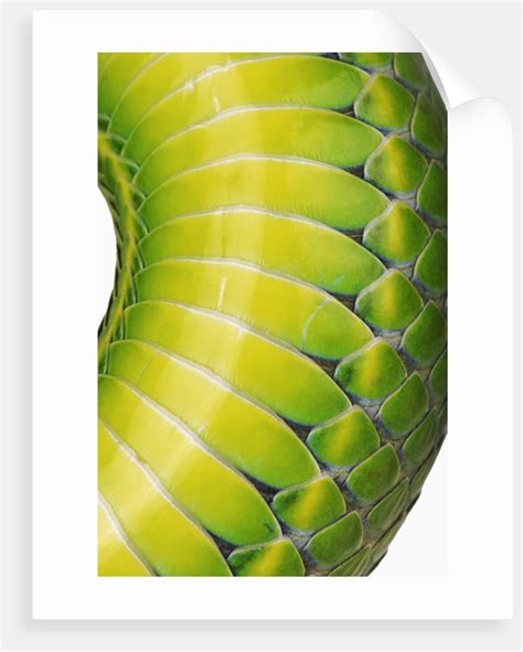 Green Snake Scales Posters And Prints By Corbis