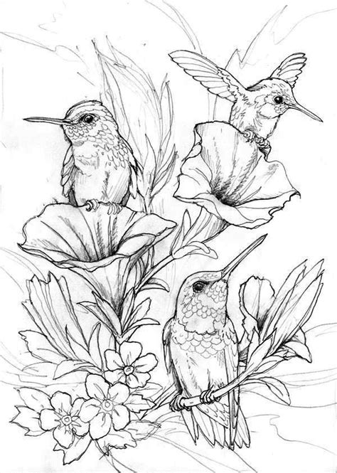 Hummingbird Coloring Pages ⋆ Coloringrocks Bird Coloring Pages